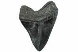 Fossil Megalodon Tooth - South Carolina #300224-1